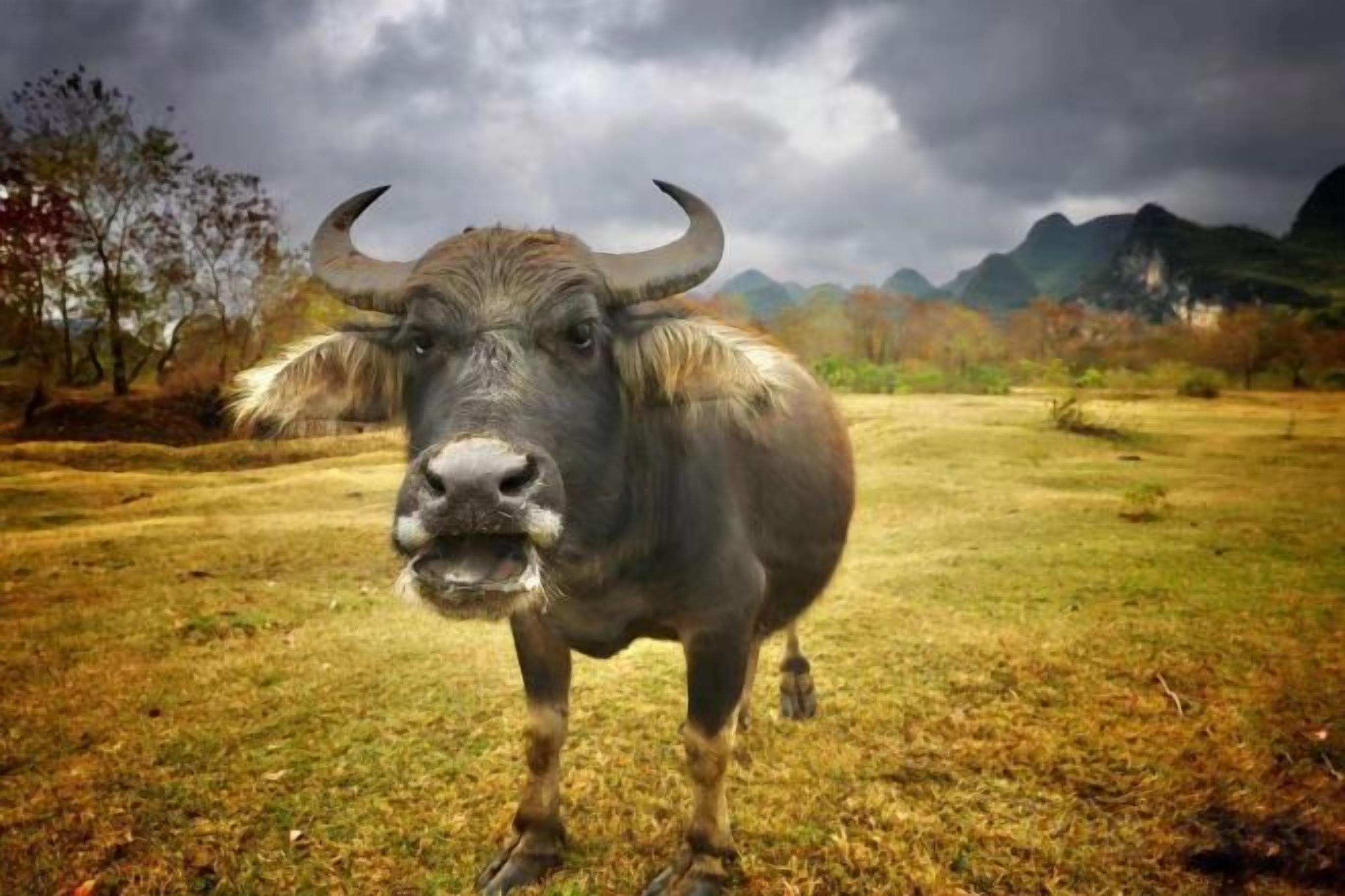 Un toro en un campo con montañas al fondo.