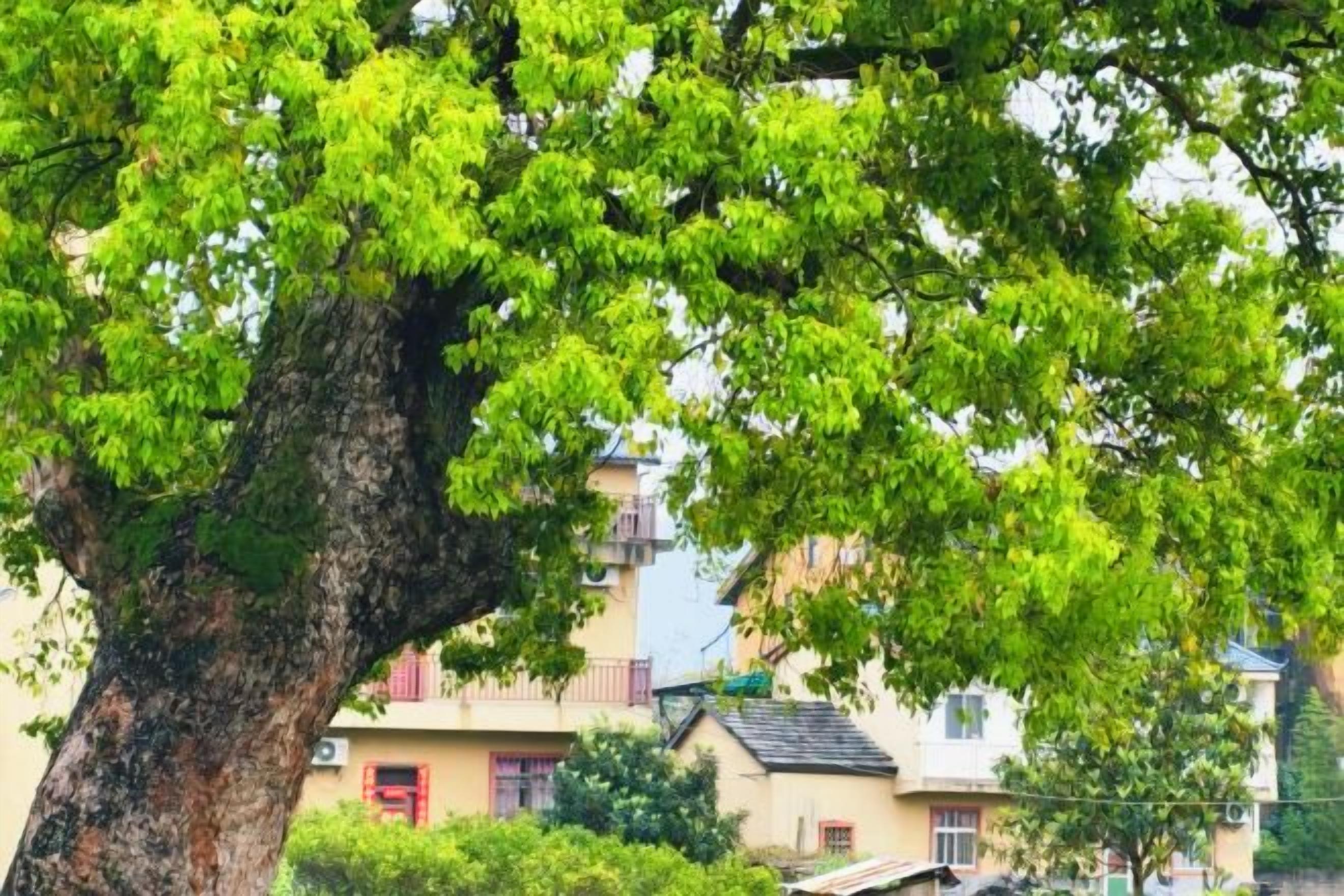 Un arbre amb un fullatge abundant davant d'un edifici amb balcons i un teulat inclinat.