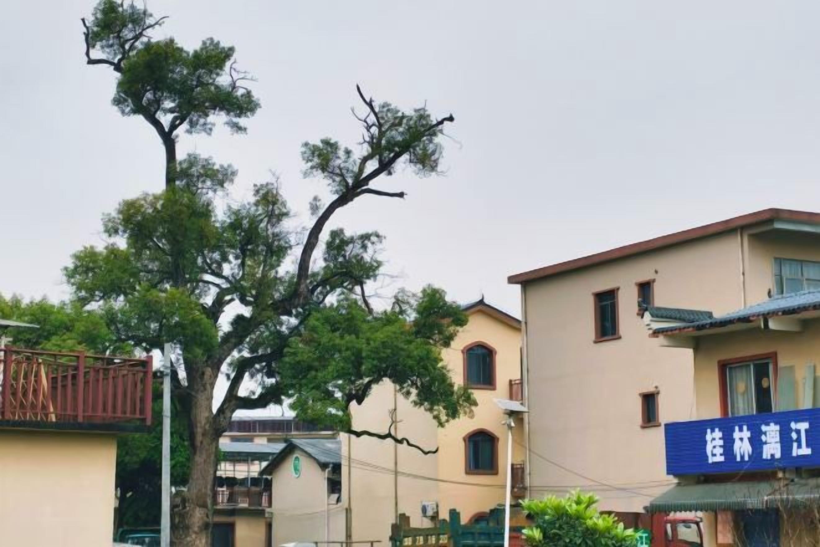 A residential area with buildings, a tree, and a sign.