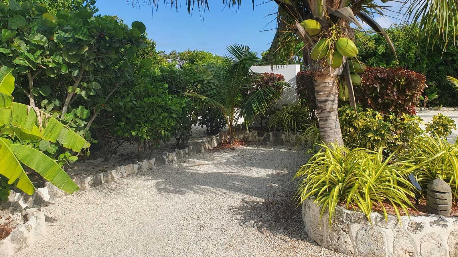 A gravel pathway flanked by lush greenery and a palm tree with coconuts.