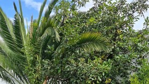 Eine Person steht in einem Garten mit verschiedenen Pflanzen und einer Palme.