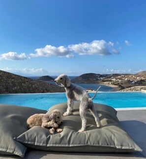 Deux chiens sont allongés sur un espace rembourré, d’où ils peuvent admirer une piscine et un paysage côtier pittoresque.
