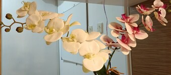 D'Ariska Rooms Homestay