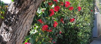 North Napa Short Term Rental