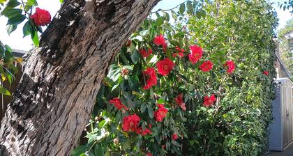 North Napa Short Term Rental