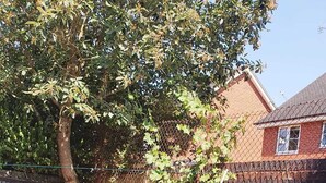 Un jardin avec un arbre, un mur en briques et une plante en pot.
