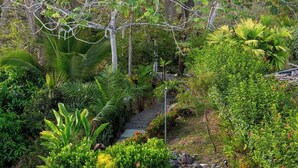 Un sendero en un jardín rodeado de abundante vegetación y árboles.
