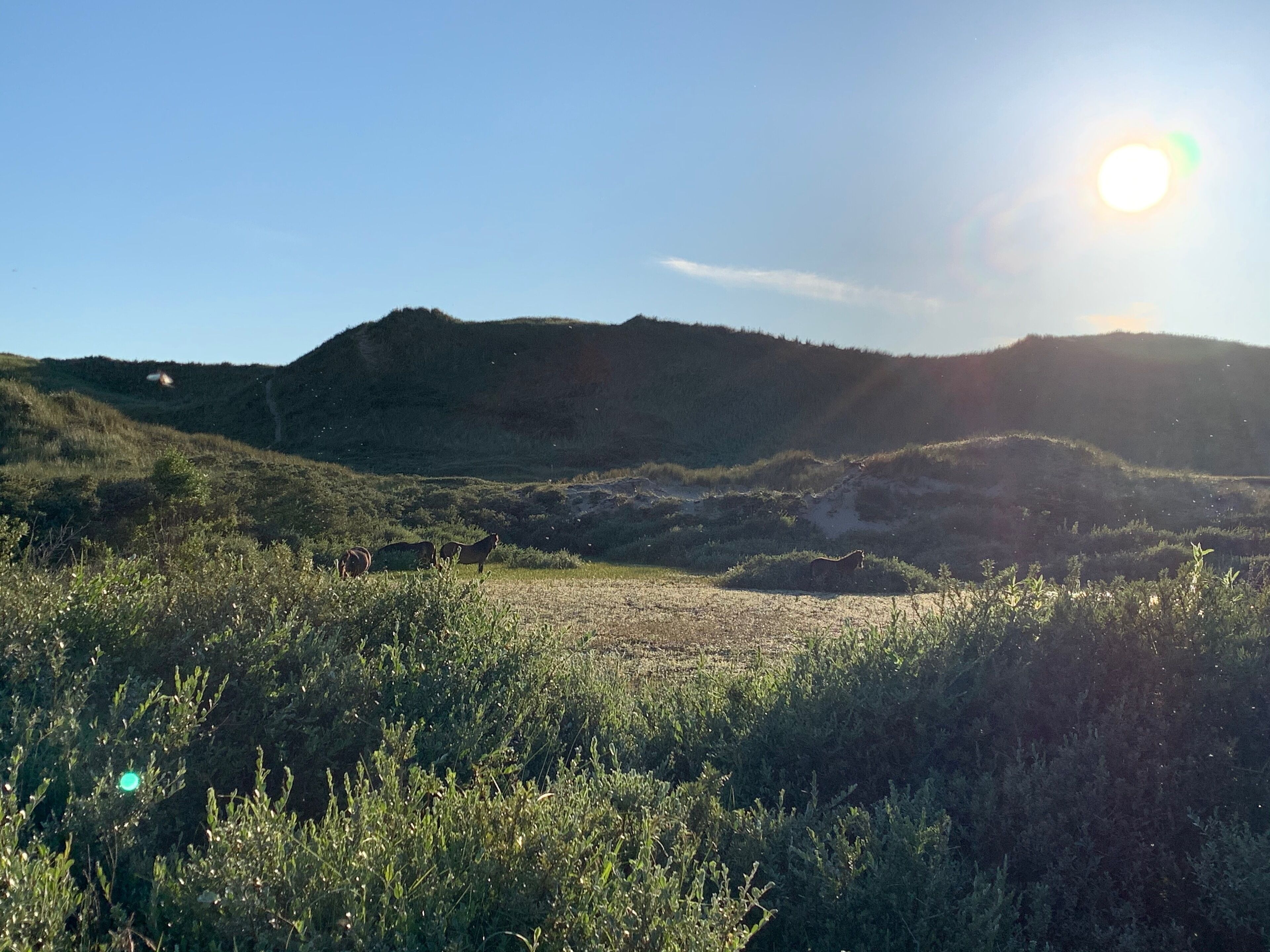 A grassy field with a hill in the background and the sun shining.