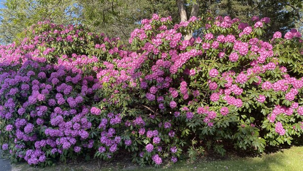 Dichtes Buschwerk mit leuchtend rosa Blüten, einem gepflegten Rasen und einem wolkenlosen Himmel im Hintergrund.
