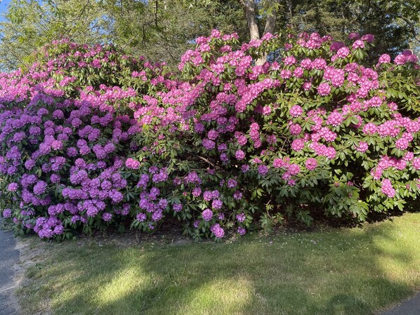 Un arbuste touffu aux fleurs rose vif, une pelouse bien entretenue et un ciel dégagé en arrière-plan.