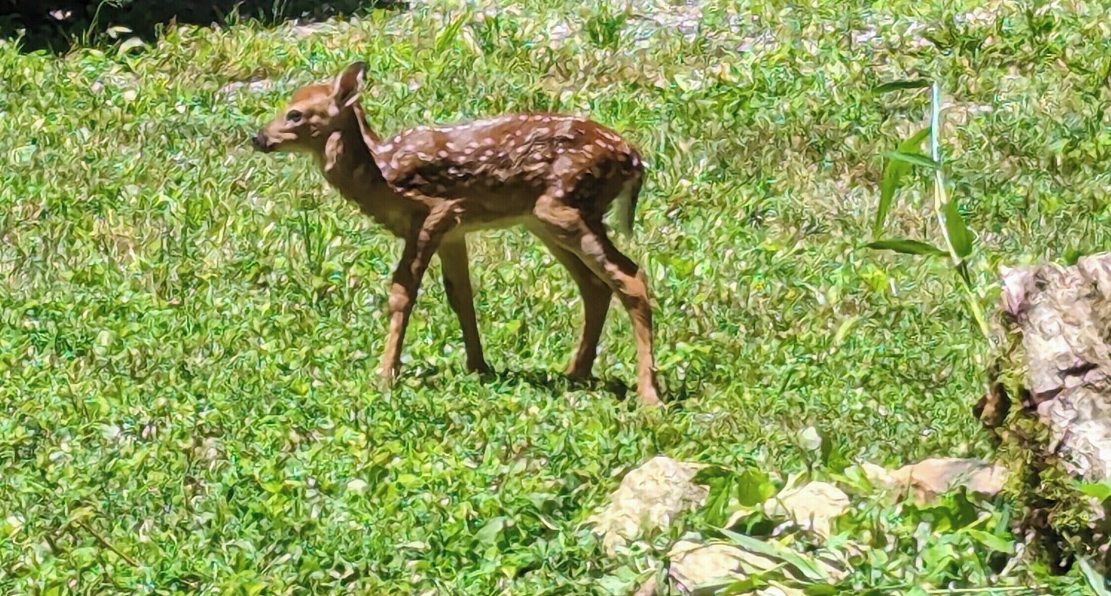 Un cerf dans une zone herbeuse.