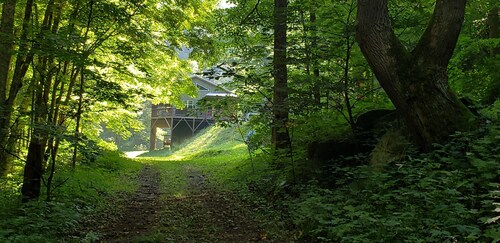 Elysium Falls deep in the Laurels