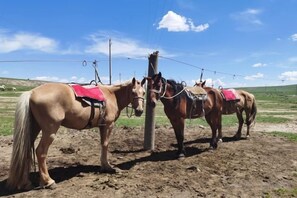 Trois chevaux attachés à un poteau dans un champ ouvert, sous un ciel dégagé.