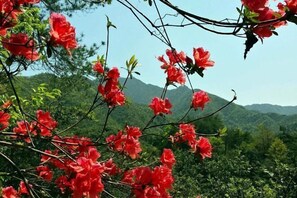 Miscellaneous - Lingshang Farmhouse (Wuyuan)