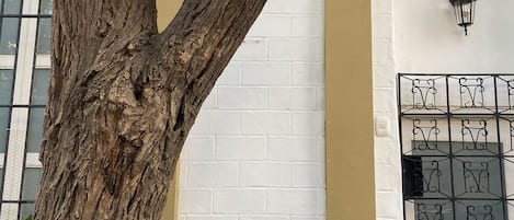 A tree in front of a building with white brick walls and a beige base. There is a black metal gate with a decorative design on the right side.