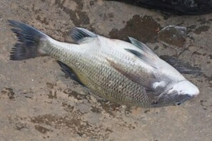 Ảnh chưa phân loại, 2 trong số 32 ảnh, nút