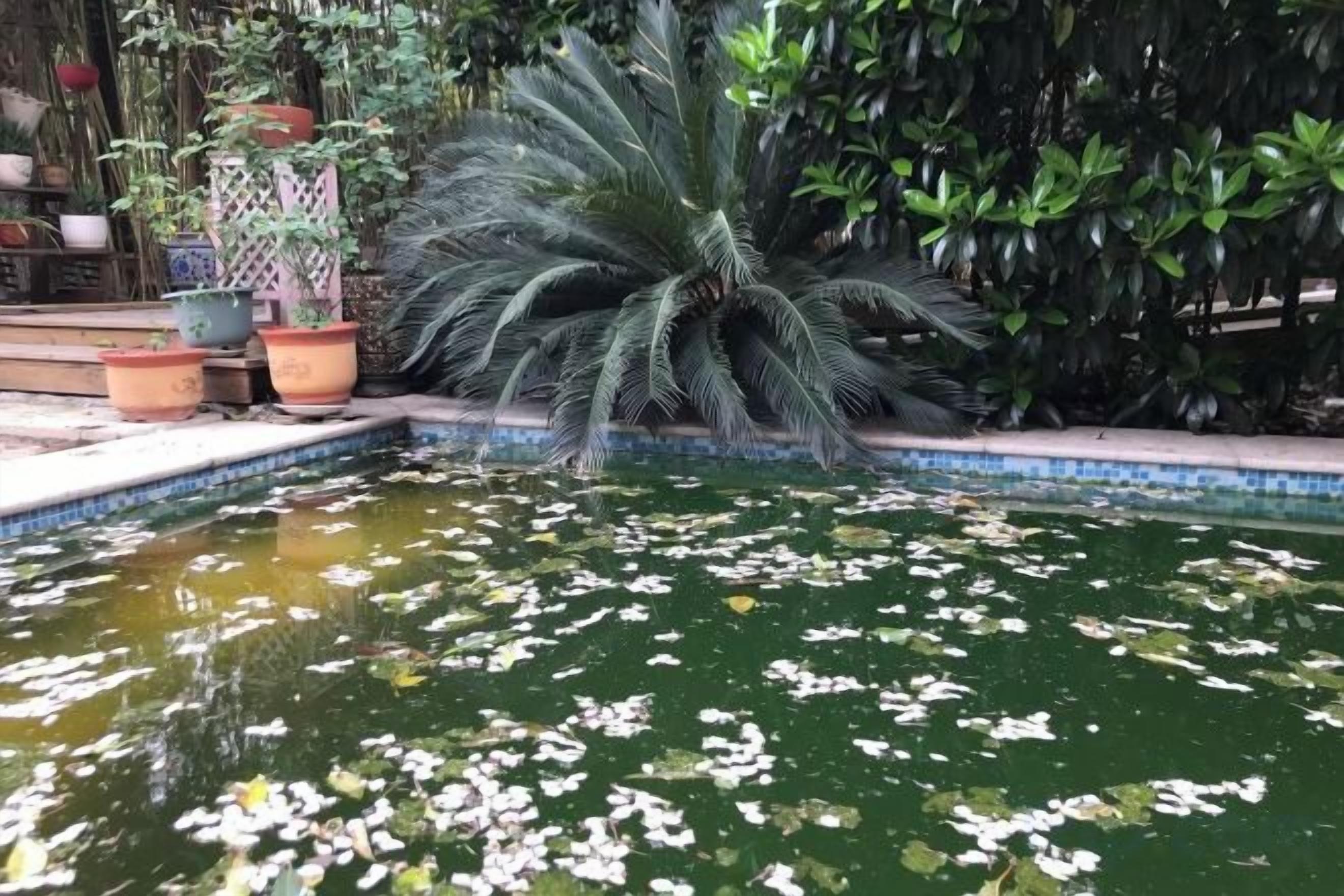 A small pond with water lilies and a large palm tree.