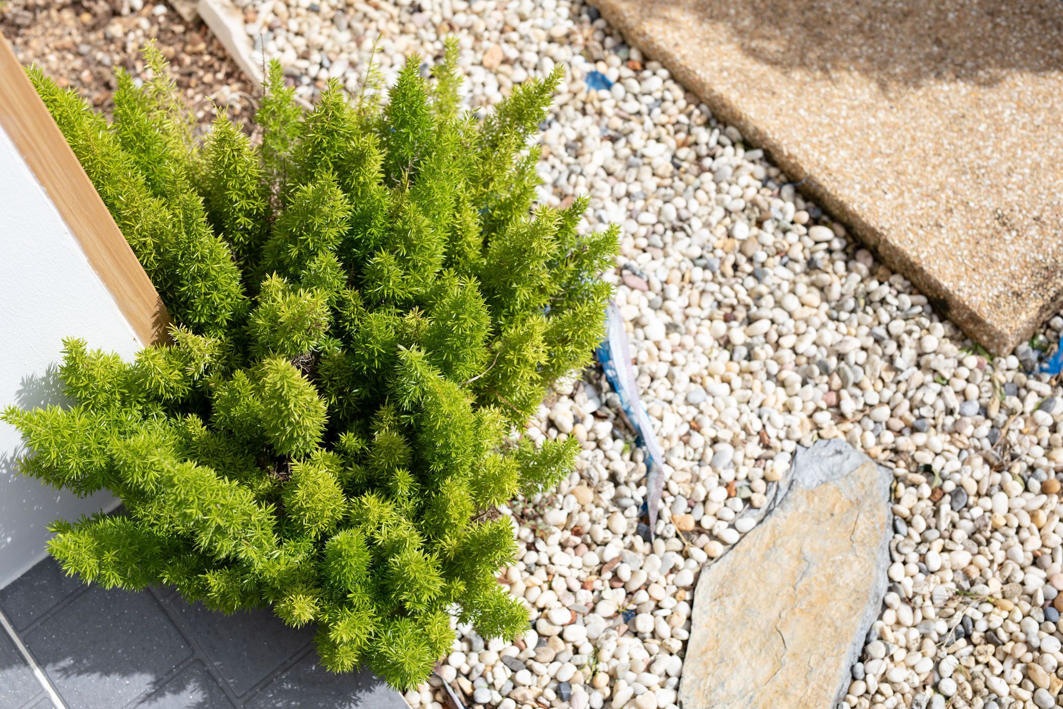 Une petite plante verte et luxuriante, plantée dans un pot sur une surface carrelée.