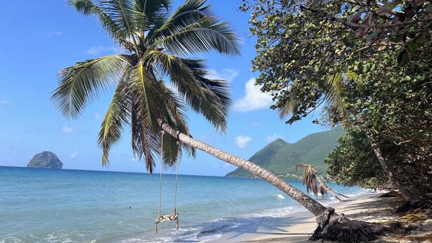 A beach with a palm tree, ocean, and a distant island. - Beachfront & Town Center • 2 Bedrooms • 2 Ensuite Baths (Le Diamant)