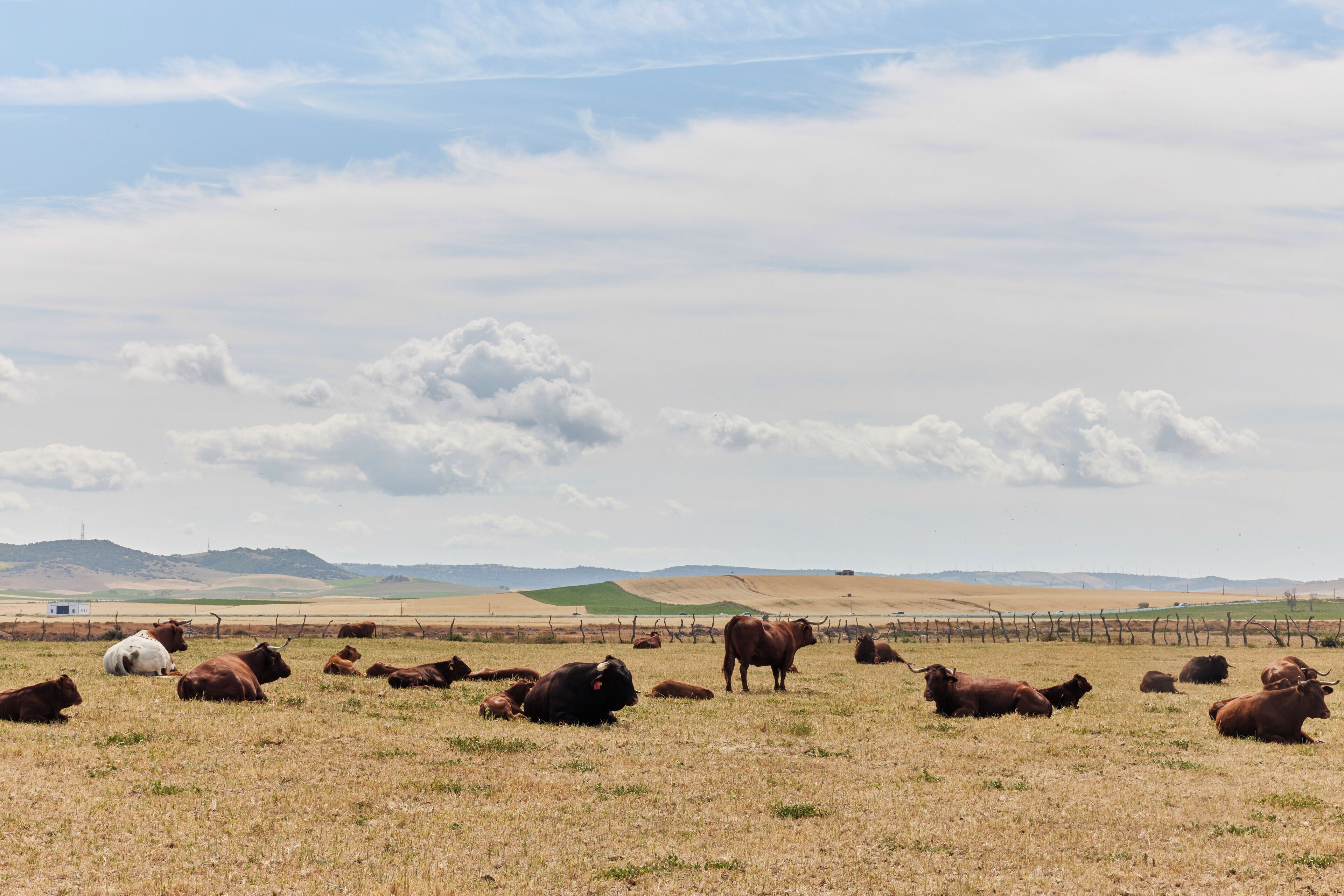 A wide-open field with cattle grazing, a fence, and distant hills under a partly cloudy sky.
