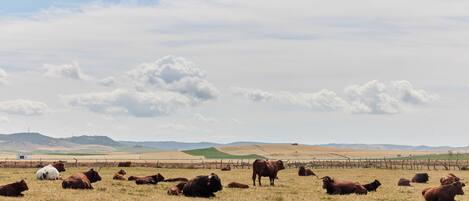 A wide-open field with cattle grazing, a fence, and distant hills under a partly cloudy sky.
