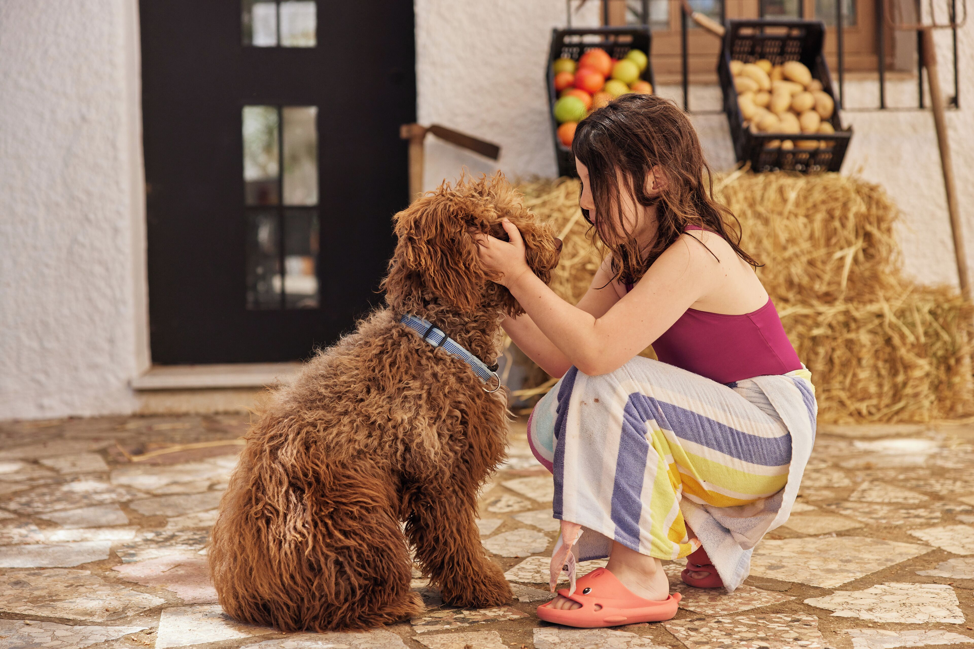 Une femme est en train de toiletter un chien à poils bouclés dans un décor rustique, avec des balles de foin et des caisses de fruits en arrière-plan.