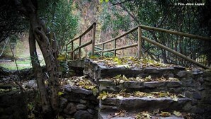 Una escalera de piedra con barandilla de madera que conduce a un puente de madera en un área boscosa.