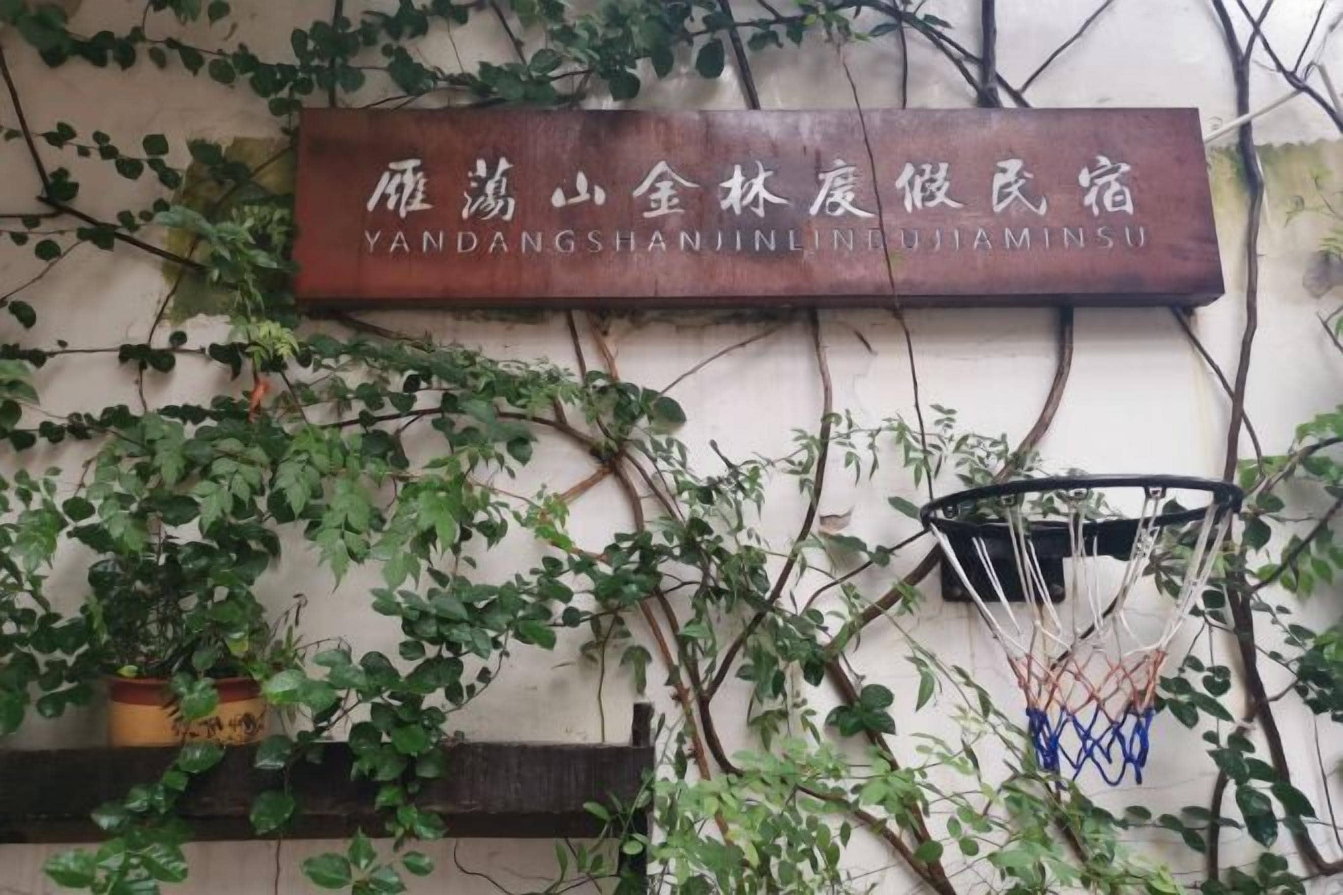 A sign with foreign text, a basketball hoop, and climbing plants on a wall.