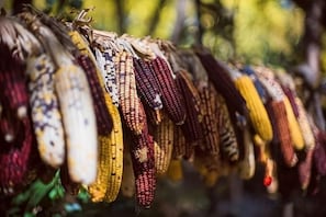Una hilera de mazorcas de maíz colgadas de una cuerda.