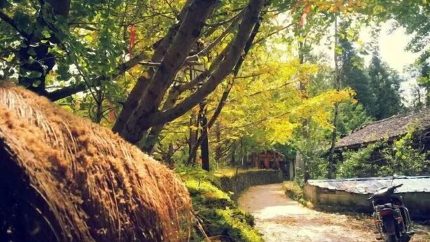 Un sentier rustique, avec une moto garée sur le côté droit, entouré de verdure et d’arbres.