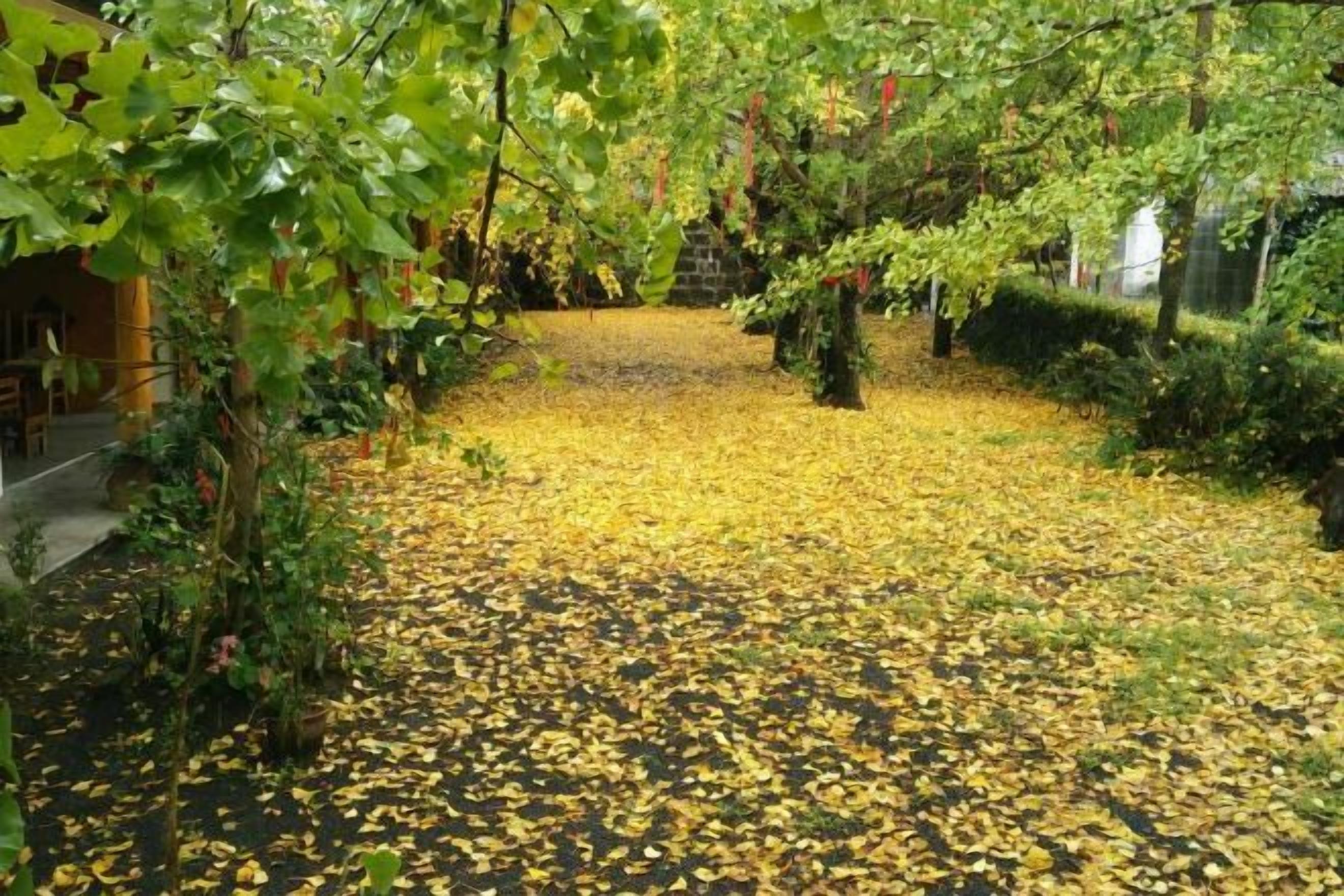 Un sentier recouvert de feuilles jaunes, bordé de verdure et flanqué d’un bâtiment.