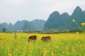 Ländliche Landschaft mit einem Feld voller gelber Blumen und drei weidenden Kühen.