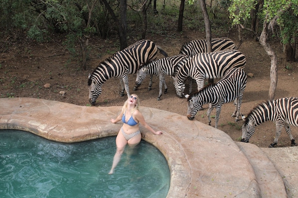 Outdoor pool, pool loungers - Kruger Park Hostel (Nkomazi)