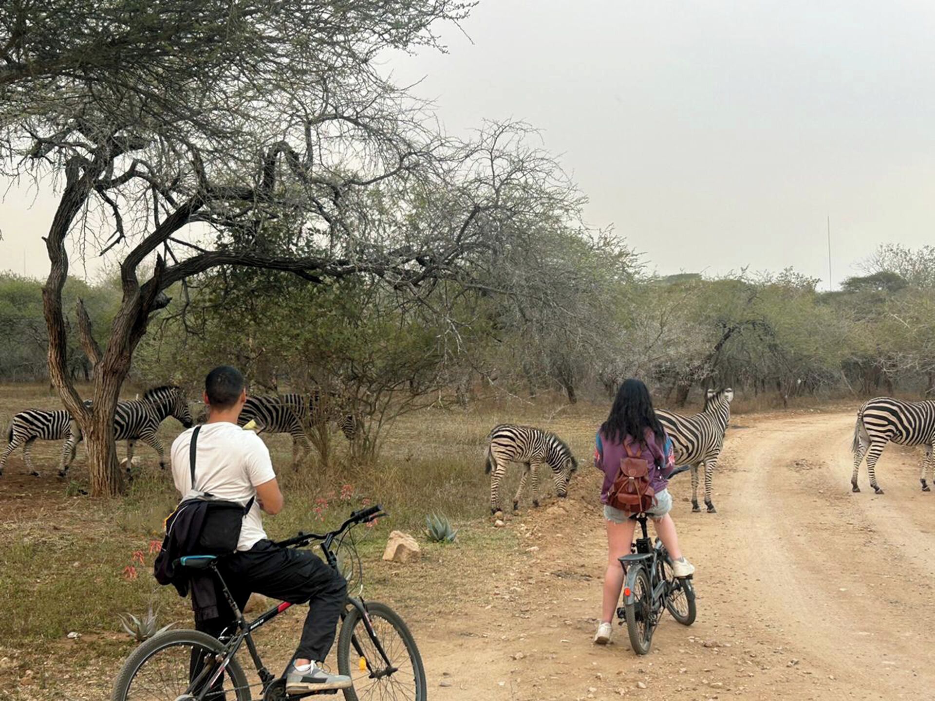 A dirt road with a man and a woman on bicycles, surrounded by trees and zebras.