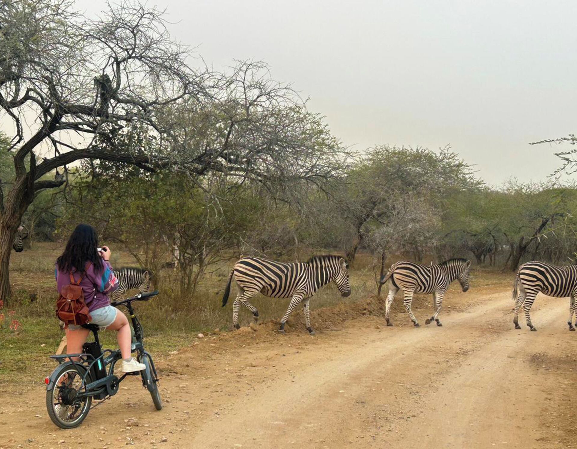 Een persoon op een fiets op een zandweg, met zebra's op de achtergrond.