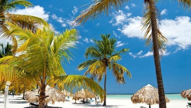 Una playa con palmeras y sombrillas de paja.