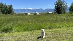 Un chien dans un champ d’herbe, avec des maisons et des montagnes en arrière-plan.