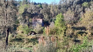 Een rustieke blokhut omringd door dicht bos, met een klein tuinhuisje in de buurt.
