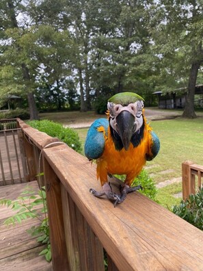 Áreas de la propiedad