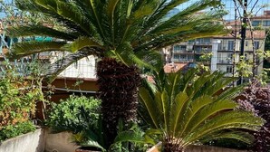 Un jardin sur le toit, avec un grand palmier et une plante plus petite en pot, entouré d’une clôture métallique et avec des bâtiments en arrière-plan.