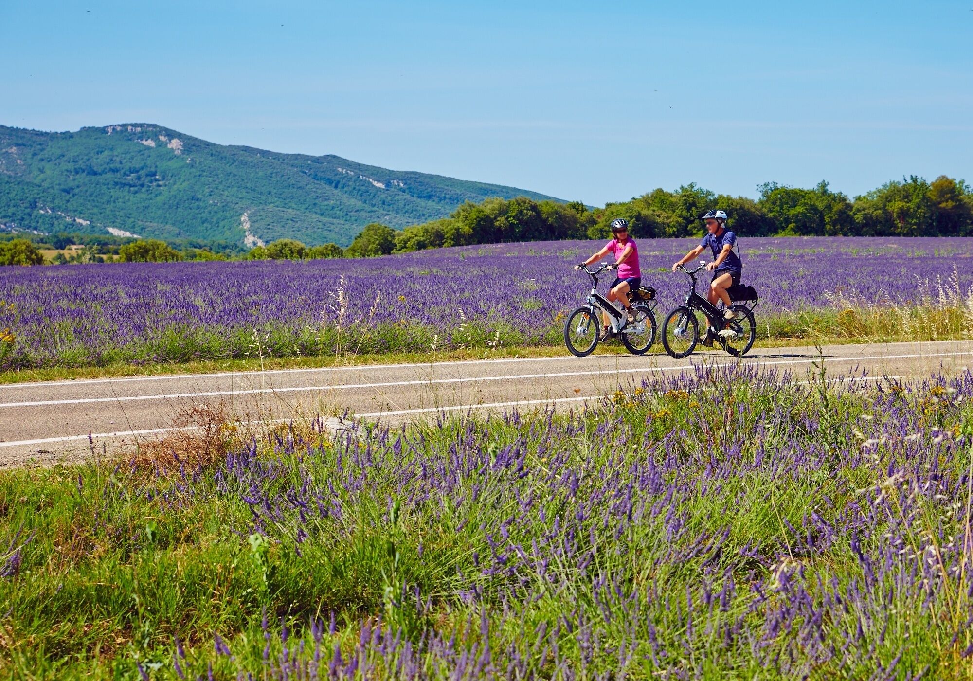 Two cyclists on a road with a lavender field and hills in the background.