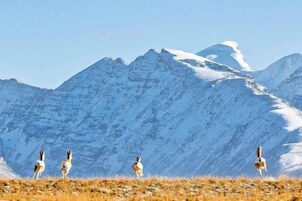 A group of animals on a grassy field with snow-capped mountains in the background.