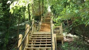A wooden staircase in a forested area with railings on both sides.