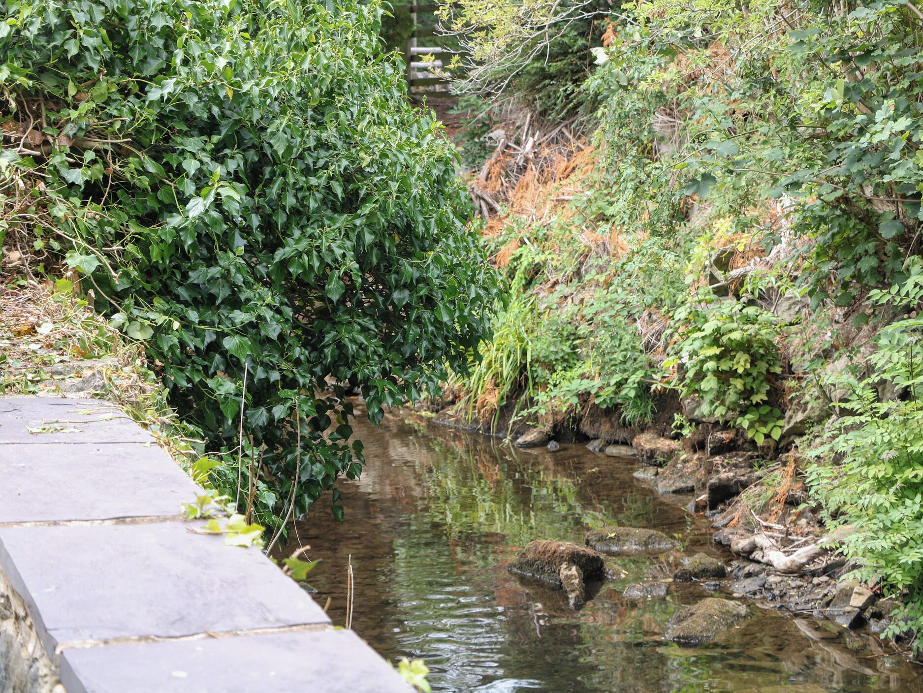 Un estrecho canal de agua bordeado por abundante vegetación y escalones de piedra que bajan al agua.