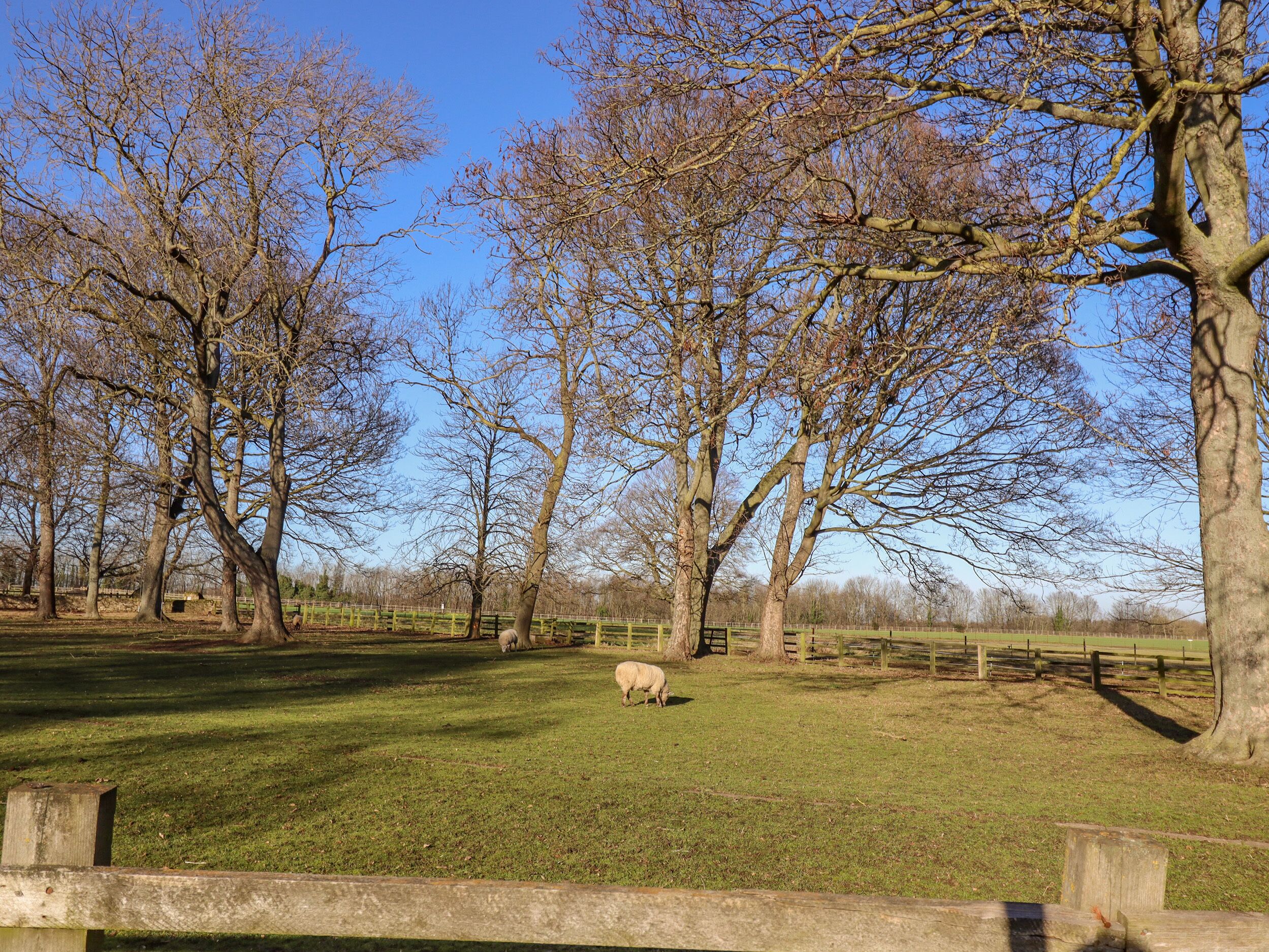 A fenced outdoor area with trees and a grassy field.