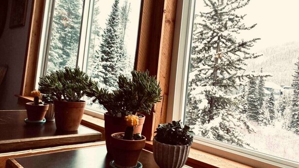 Une fenêtre ornée de quatre plantes en pot, posées sur un rebord en bois, donnant sur un paysage enneigé parsemé d’arbres.