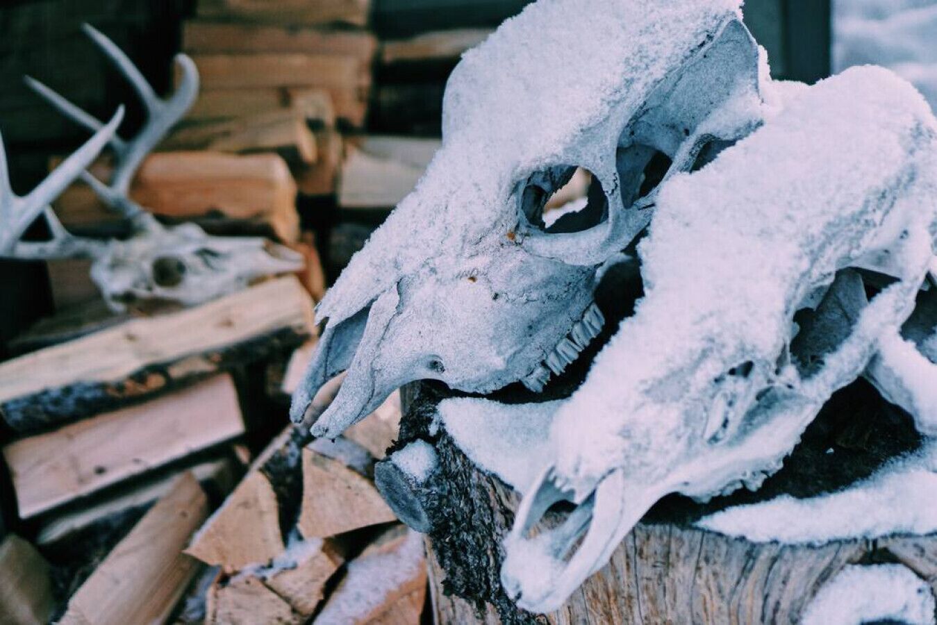 Un cráneo cubierto de nieve con astas, sobre una superficie de madera.