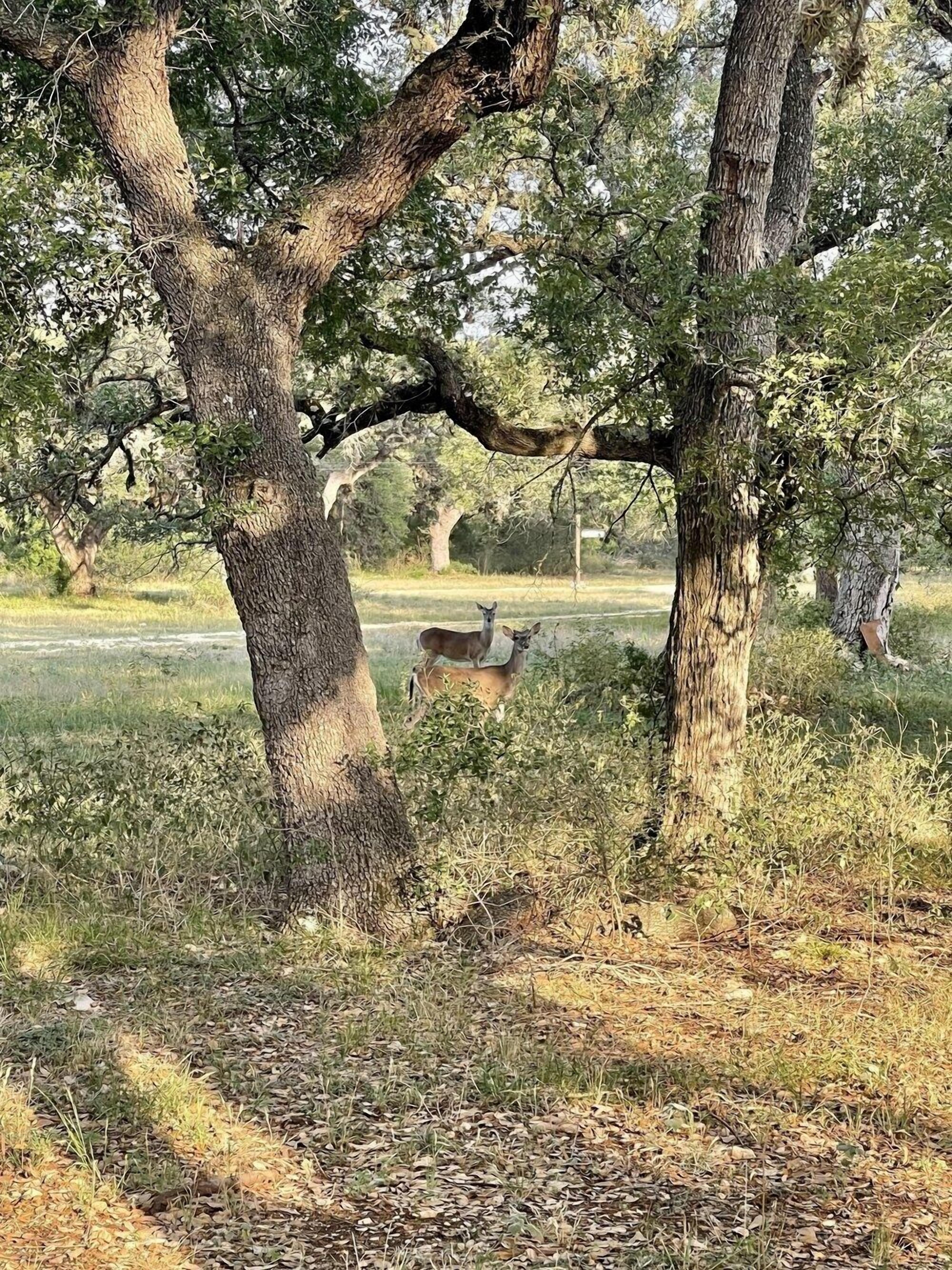 A natural outdoor setting with trees and a deer in the background.