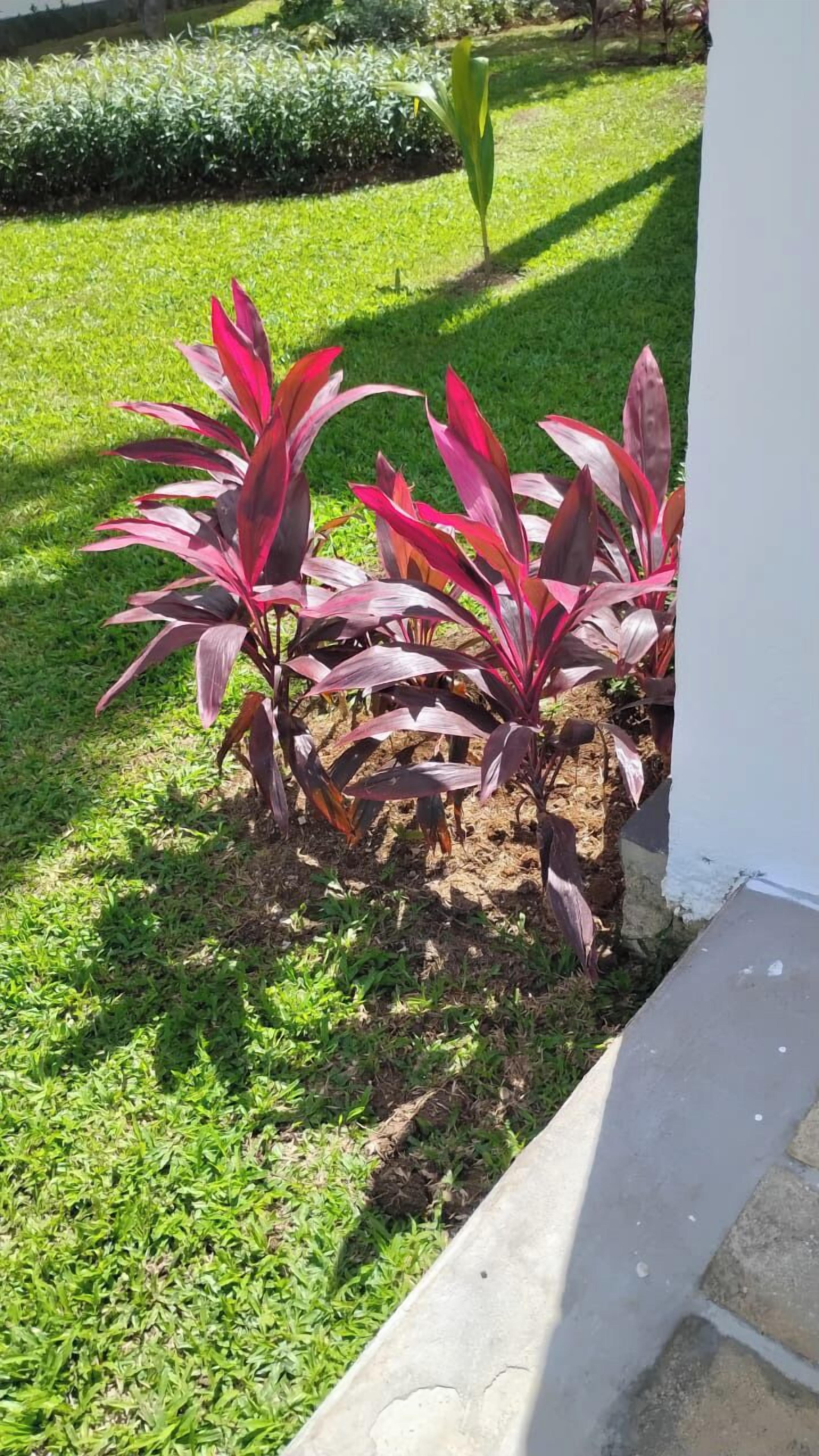 A garden with red and green plants near a building.