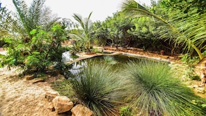A natural landscape with a pond, rocks, and various plants. - Dar Tawarta (Dakhla)